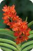 Holcoglossum rupestre x Vanda curvifolia